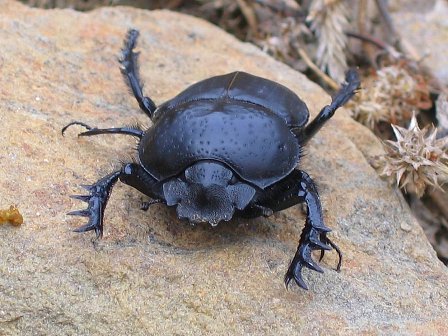 Scarabaeus semipunctatus